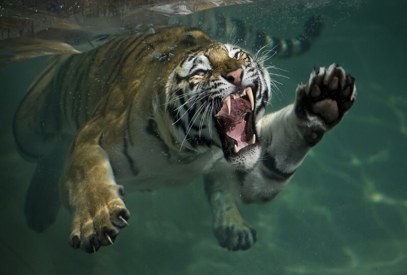 Тигры под водой
