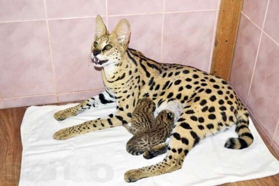 Самая редкая порода кошек в мире  