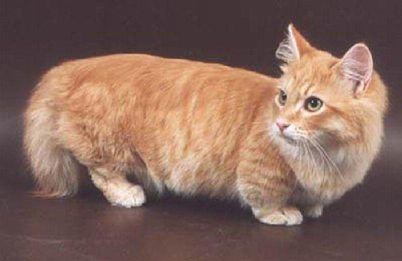 Манчкины – коротколапые кошки  