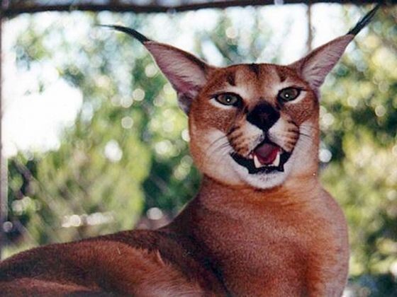 Каракал – дикая кошка, напоминающая рысь  
