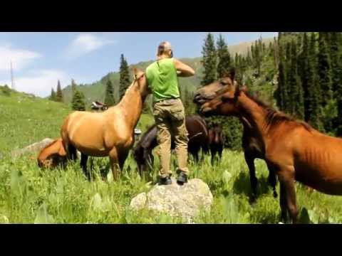 Лошади и ржаные сухари 