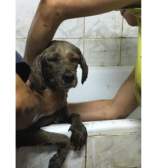 Ветеринарная клиника позже сообщила, что собака была в стабильном состоянии, хотя ее силы, которые были потрачены на борьбу за жизнь, были на исходе. 