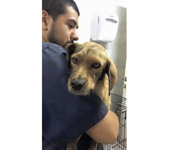 В честь ее настойчивости спасатели назвали собаку Quitrán (Айкитрен) (по-испански «деготь»). Местные власти занимаются расследованием, чтобы разыскать человека, ответственного за акт жестокости. 