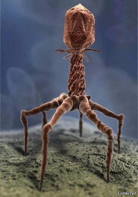 Фото вируса T4 сделанное с помощью электронного микроскопа