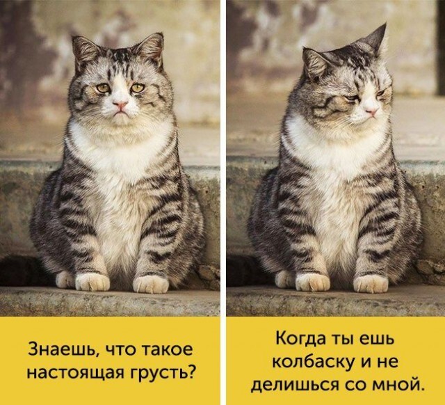 15 котов, мимике которых можно только позавидовать