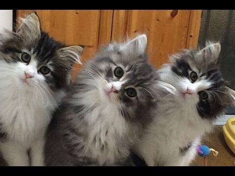 Команды синхронных котов