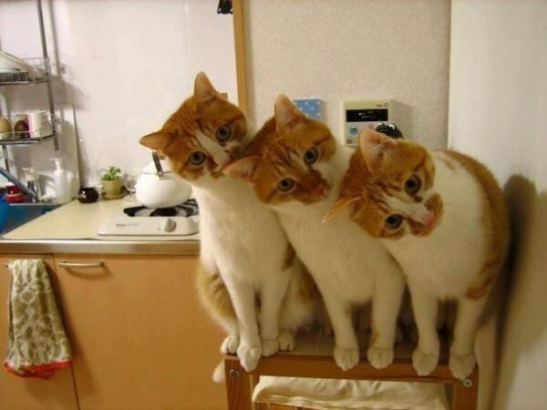 Команды синхронных котов
