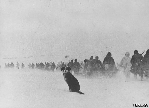 Собачка и бойцы идущие на освобождение Сталинграда