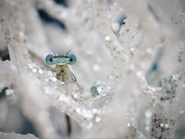 Любопытные стрекозы в неожиданно милой фотосессии Типли Ремуса