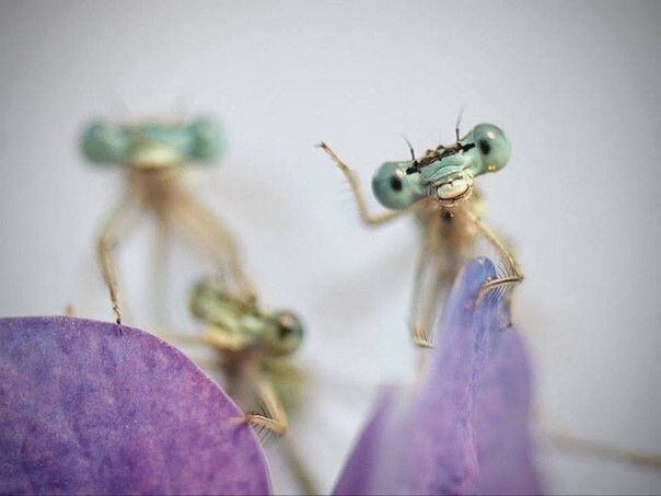 Любопытные стрекозы в неожиданно милой фотосессии Типли Ремуса