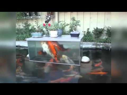 Удивительный аквариум 