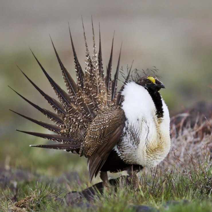 Шалфе́йный те́терев (лат. Centrocercus urophasianus)