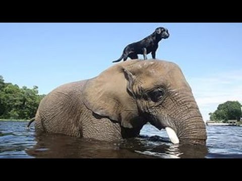 Животные спасают друг друга 