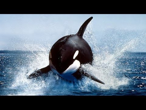 Погоня китов убийц за катером 