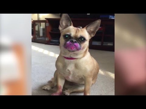 Собака познает искусство макияжа 
