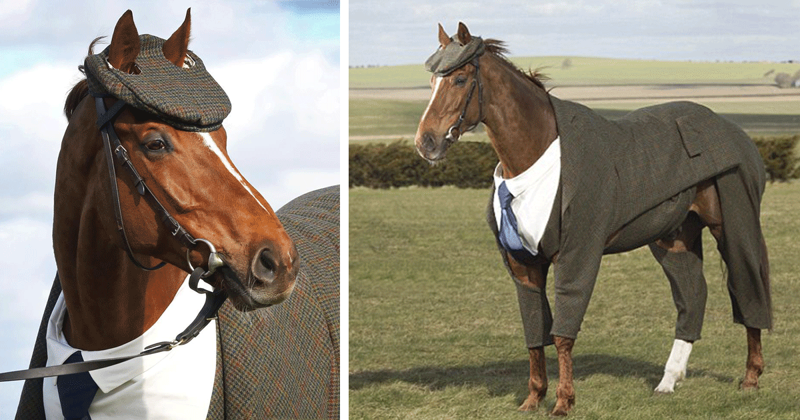 Первый в мире костюм-тройка для коня 