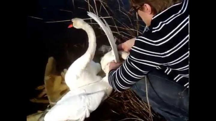 Прохожие спасли двух влюбленных лебедей, запутавшихся в собственных шеях и крыльях 