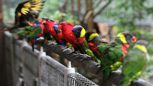 Парк птиц  «Джуронг»  в Сингапуре