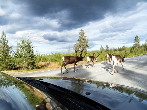 Олени на дороге просто себе тусуются. Швеция 2016