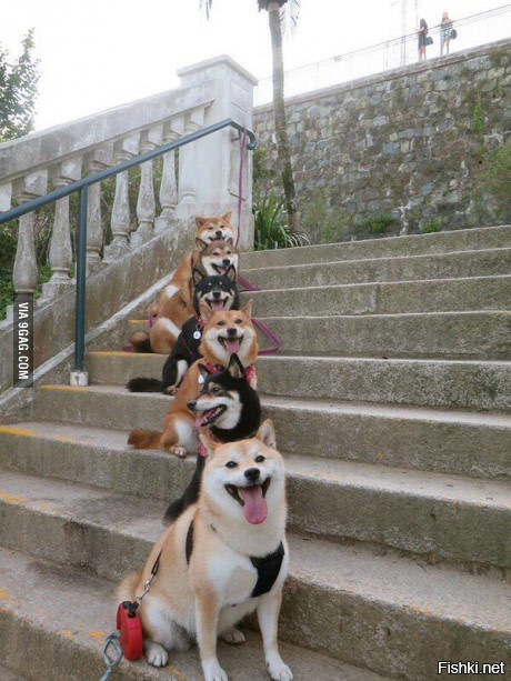 Лестница собак улыбак