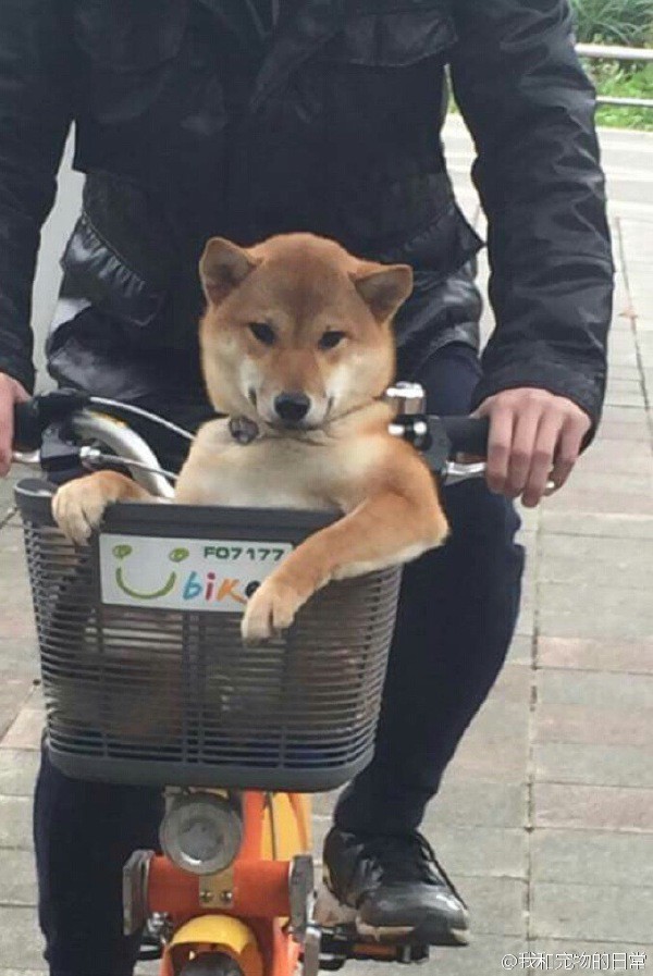 Собака в корзинке велосипеда 