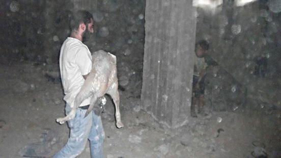 В охваченной войной Сирии есть люди, которые помогают животным