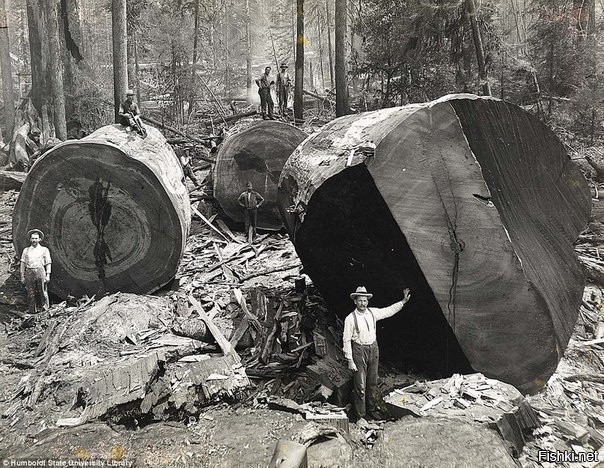 Ручная работа американских лесорубов конца 19 века