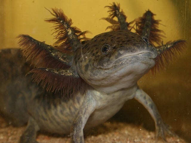 Аксоло́тль (Axolotl)