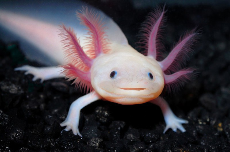 Аксоло́тль (Axolotl)