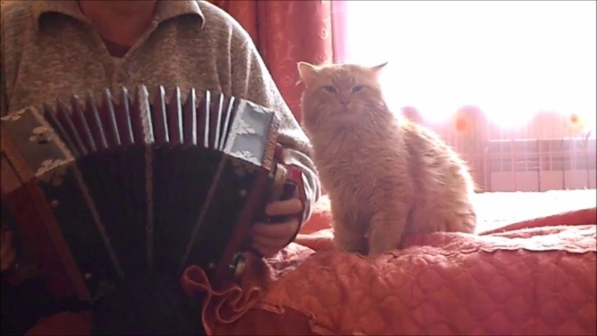 Классный кот балдеет от игры на гармони) 