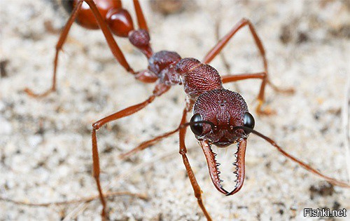 муравей бульдог очень агрессивный из австралии несколько минут укусов смертел...