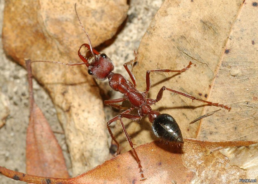 муравей бульдог очень агрессивный из австралии несколько минут укусов смертел...