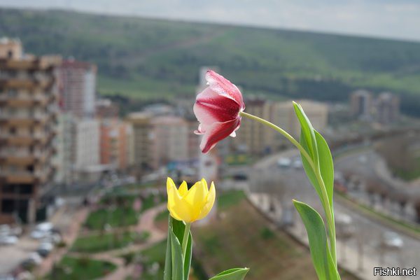 Из солянки от 18.03.2016