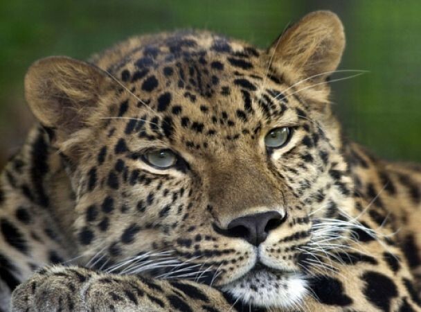 3. Дальневосточные, или амурские леопарды.