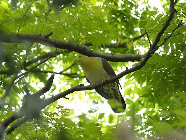 2. Японский зеленый голубь.