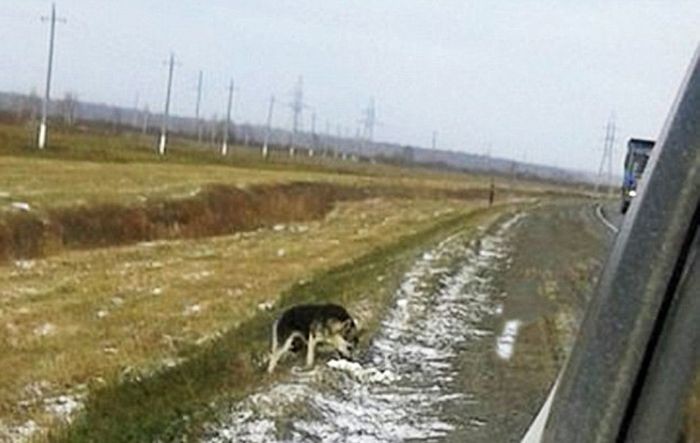 В Сибири вот уже 1,5 года пес ждет возвращения погибшего хозяина