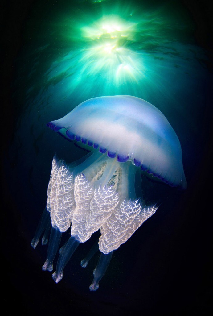 Существует около 2 000 различных видов медуз. Некоторые живут в пресной воде, другие встречаются в морях и океанах.