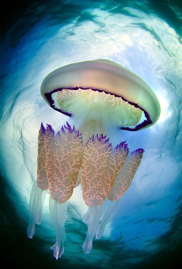 Впрочем, медузы сохраняют свою форму только в воде. Выньте медузу из воды, — и убедитесь сами, как она тот час же стремится превратиться в плоскую дрожащую каплю.