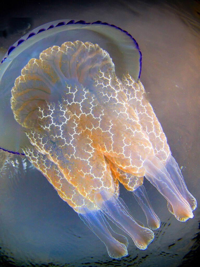 Древние инопланетные существа питаются планктоном, икрой рыб, маленькими рачками. Знаменитые щупальца медуз, имеющие нитевидную структуру, заманивают добычу, загоняя ее себе в ротовую полость