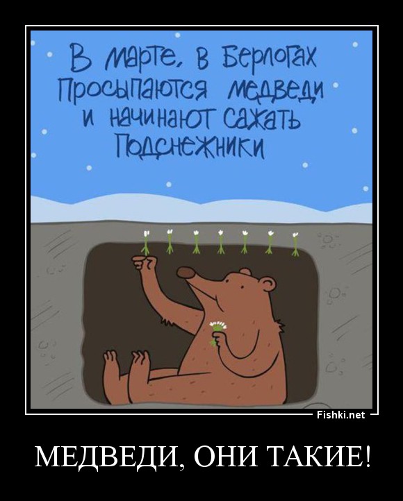 Медведи, они такие!