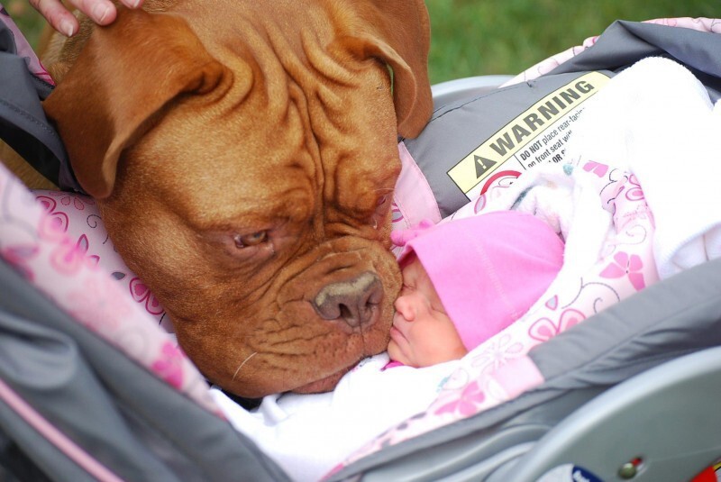 Что будет если оставить младенца с собакой?