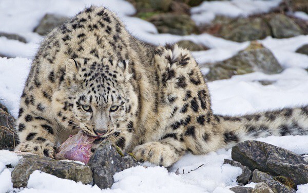 Снежный барс в Заилийском Алатау исчезающий вид кошек