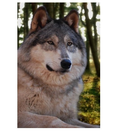 Волкособы – это уникальный вид волко-собачьих гибридов
