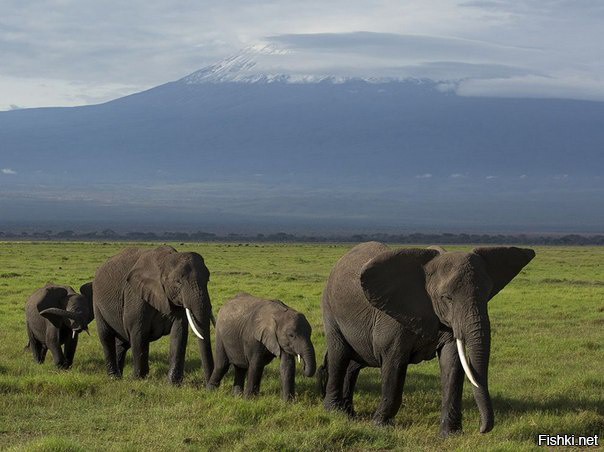 Парад слонов и гора Килиманджаро