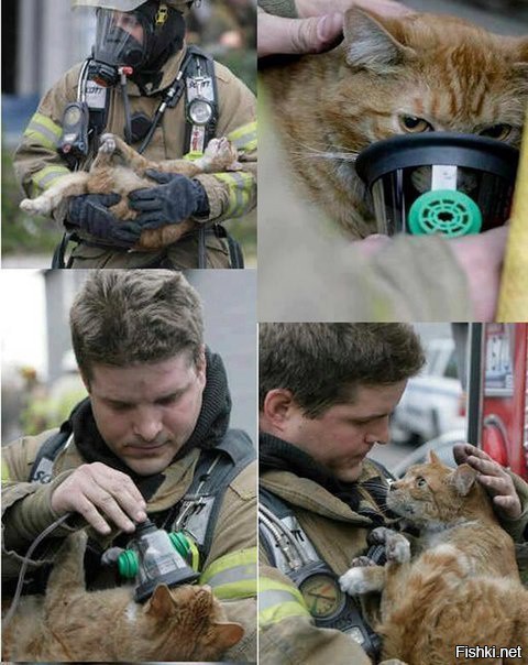 Кот, спасенный от пожара
