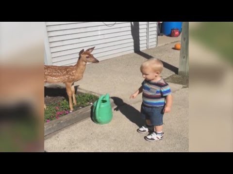 Маленький мальчик заводит дружбу с олененком 
