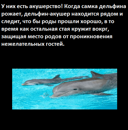  Такие классные дельфины