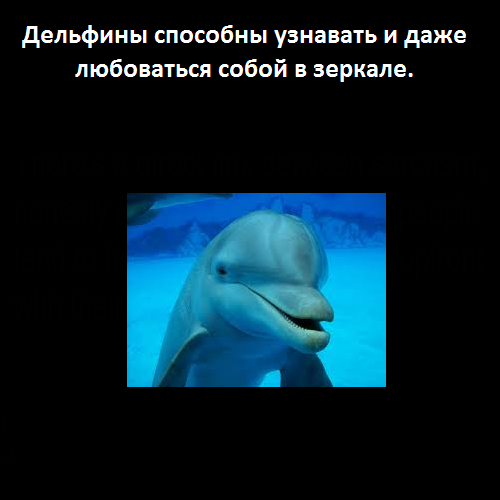  Такие классные дельфины