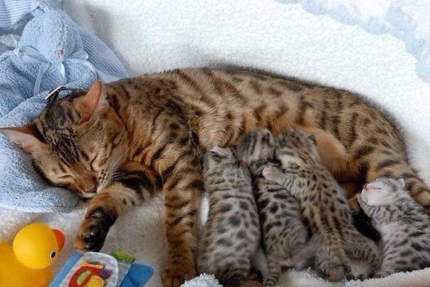 Довольные семейной жизнью кошки с маленькими котятами