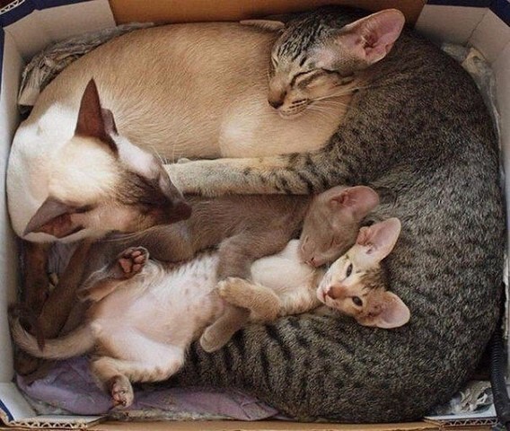 Довольные семейной жизнью кошки с маленькими котятами